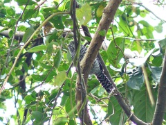 Thamnophilus multistriatus