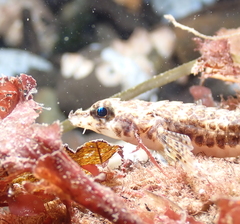 Odontopyxis trispinosa