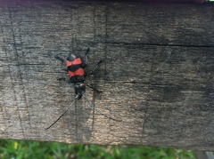 Ceroplesis bicincta