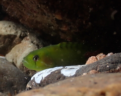 Apodichthys flavidus