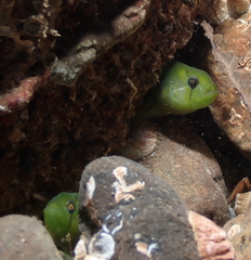 Apodichthys flavidus