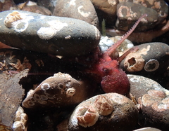 Octopus rubescens