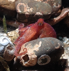Octopus rubescens