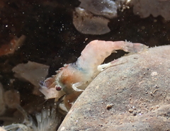 Spirontocaris prionota