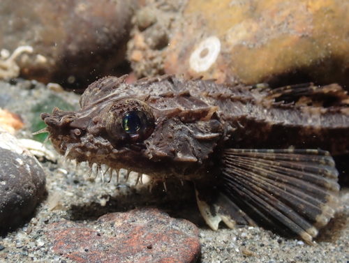 Northern spearnose poacher (Agonopsis vulsa) — Agonidae