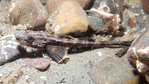 Northern spearnose poacher (Agonopsis vulsa) — Agonidae