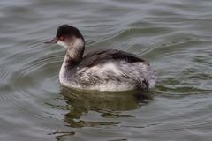 Podiceps nigricollis