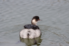 Podiceps nigricollis