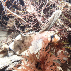 Nautichthys oculofasciatus