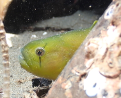 Apodichthys flavidus