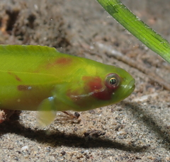 Apodichthys flavidus