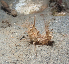 Paracrangon echinata