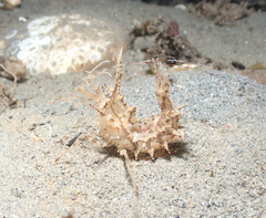 Paracrangon echinata