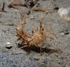 Paracrangon echinata