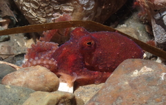 Octopus rubescens