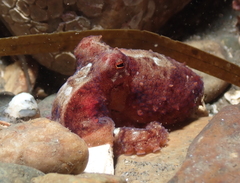 Octopus rubescens