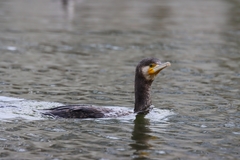 Phalacrocorax carbo