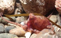 Octopus rubescens