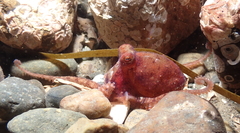 Octopus rubescens