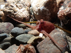Octopus rubescens