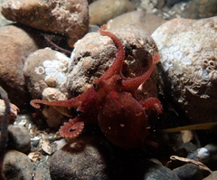Octopus rubescens