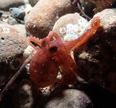 Octopus rubescens