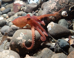 Octopus rubescens