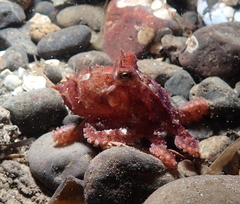Octopus rubescens