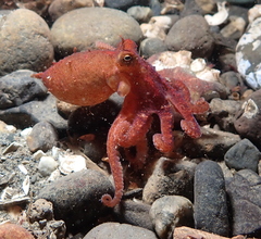 Octopus rubescens