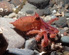 Octopus rubescens