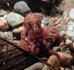 Octopus rubescens