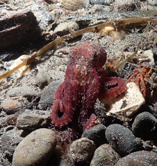 Octopus rubescens