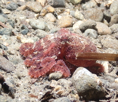 Octopus rubescens