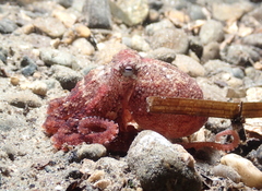 Octopus rubescens