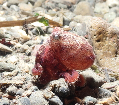 Octopus rubescens