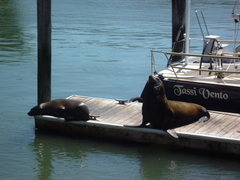 Zalophus californianus
