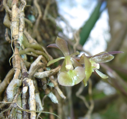 Epidendrum parahybunense Barb.Rodr. 2