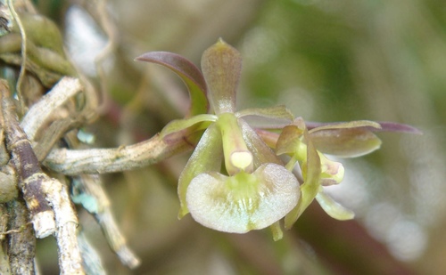Epidendrum parahybunense Barb.Rodr.