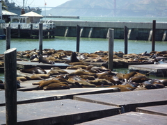 Zalophus californianus