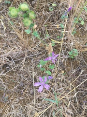 Angiospermae