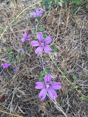 Angiospermae