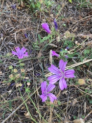 Angiospermae