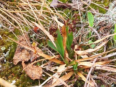 Luzula oligantha
