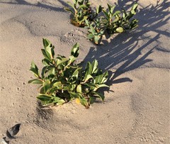 Salix setchelliana