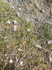 Lobelia perpusilla