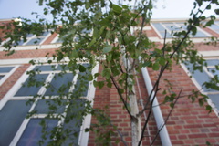 Betula