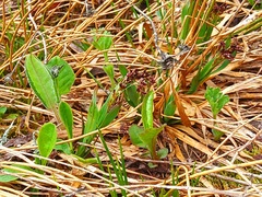 Luzula oligantha