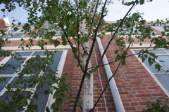 Betula