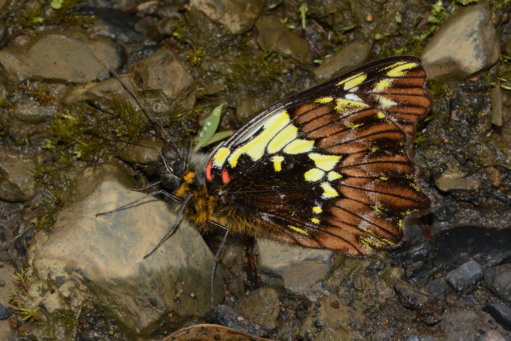 Leodonta tagaste