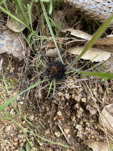iNaturalist observation photo of Apantesis